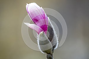 Magnolia soulangeana, saucer magnolia tree