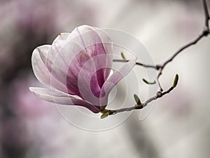 Magnolia soulangeana,saucer magnolia tree