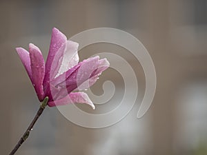 Magnolia soulangeana,saucer magnolia tree