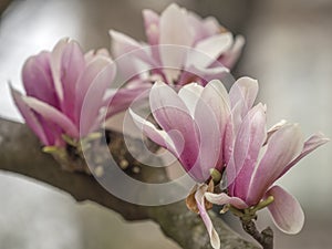 Magnolia soulangeana, saucer magnolia tree