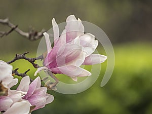 Magnolia soulangeana, saucer magnolia tree