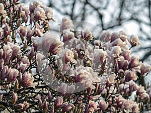 Magnolia soulangeana, saucer magnolia tree