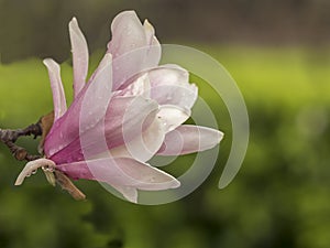 Magnolia soulangeana, saucer magnolia tree