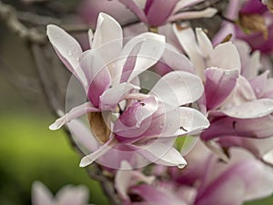 Magnolia soulangeana, saucer magnolia tree