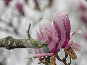 Magnolia soulangeana, saucer magnolia tree