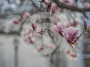 Magnolia soulangeana, saucer magnolia tree