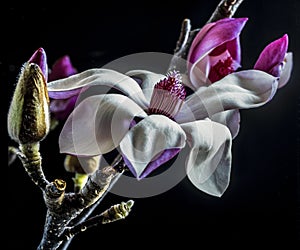 Magnolia soulangeana, saucer magnolia tree