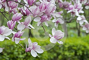 Magnolia soulangeana (saucer magnolia) tree