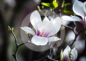 Magnolia soulangeana or saucer magnolia white pink blossom tree flower close up selective focus in botanical garden, Kharkov,