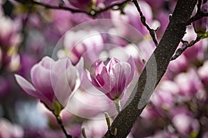 Magnolia soulangeana or saucer magnolia white pink blossom tree flower close up selective focus in botanical garden, Kharkov,