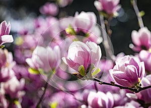 Magnolia soulangeana or saucer magnolia white pink blossom tree flower close up selective focus in botanical garden, Kharkov,