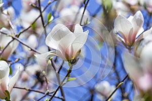 Magnolia soulangeana or saucer magnolia white pink blossom tree flower close up selective focus in botanical garden, Kharkov,