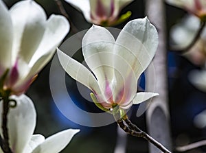 Magnolia soulangeana or saucer magnolia white pink blossom tree flower close up selective focus in botanical garden, Kharkov,
