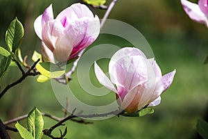 Magnolia soulangeana or saucer magnolia white pink blossom tree flower close up selective focus in botanical garden, Kharkov,