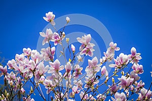 Magnolia soulangeana or saucer magnolia white pink blossom tree flower close up selective focus on the blue sky background