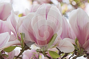 Magnolia x Soulangeana sea of pink, inflorescence seen from the side