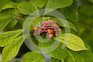 Magnolia soulangeana tree branches with green and yellow leaves and pink seed cones with bright orange seeds