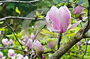 Magnolia Soulangeana in winter