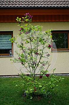 Magnolia x soulangiana \'Genie\' with large, dark red flowers in May. Berlin, Germany