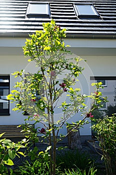 Magnolia x soulangiana \'Genie\' with large, dark red flowers in May. Berlin, Germany