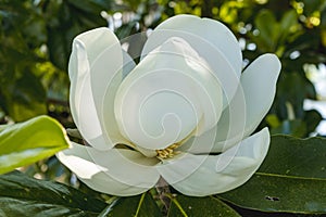 Magnolia a southern staple symbolizes luck