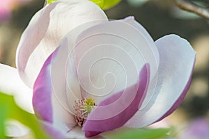 Magnolia in Spring