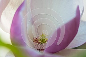 Magnolia in Spring