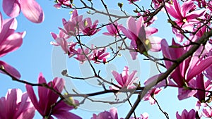 magnolia Spring cherry blossoms against a blue sky. Pink flowers spring landscape with blooming pink tree sakura garden