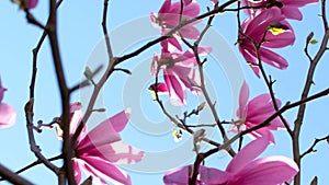 magnolia Spring cherry blossoms against a blue sky. Pink flowers spring landscape with blooming pink tree sakura garden