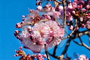 Magnolia Spring Flower