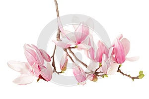Magnolia, spring flower branch photo