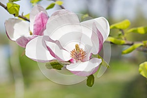 Magnolia spring flower close up