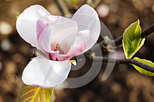 Magnolia spring flower