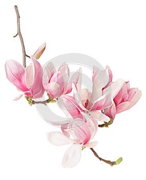 Magnolia, spring pink flower branch and buds photo