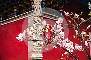 The Magnolia in Spring and the Red Palace Wall