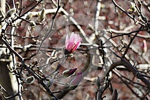 Magnolia in the Spring sunshine