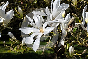 Magnolia stellata