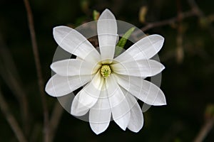 Magnolia stellata photo
