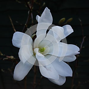 Magnolia stellata blossom