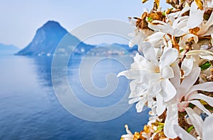 Magnolia stellata blossom on Lake Lugano, Lugano, Switzerland