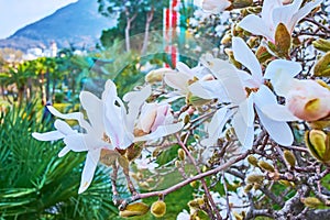 Magnolia stellata blossom, Lugano, Switzerland