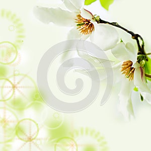 Magnolia stellata blossoming on light green background