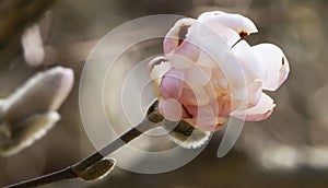 Magnolia Stellata flower