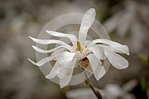 Magnolia Stellata flower