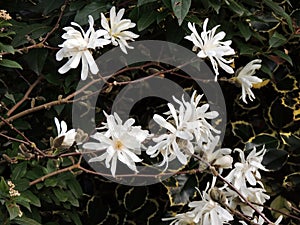 Magnolia stellata, during flowering
