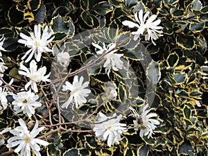 Magnolia stellata, during flowering.