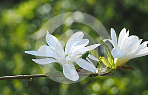 Magnolia stellata photo