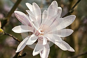 Magnolia Stellata `Jane Platt