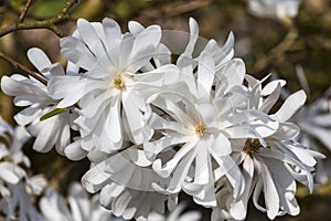 Magnolia Stellata photo