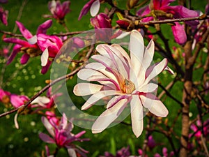 Magnolia Stellata Rosea